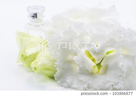 whitening and white petals 103866877