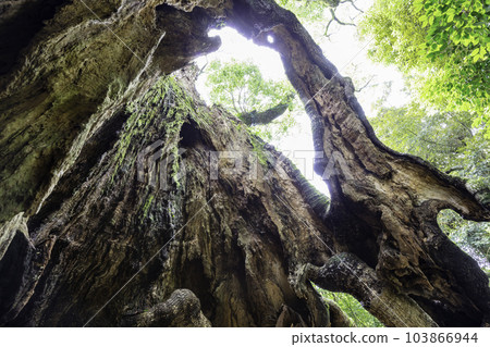 Large camphor tree in Tsukazaki, the third largest tree in Saga Prefecture Inside the trunk (Takeo City, Saga Prefecture) Large camphor tree in Tsukazaki, the third largest tree in Saga Prefecture Inside the trunk (Takeo City, Saga Prefecture) 103866944