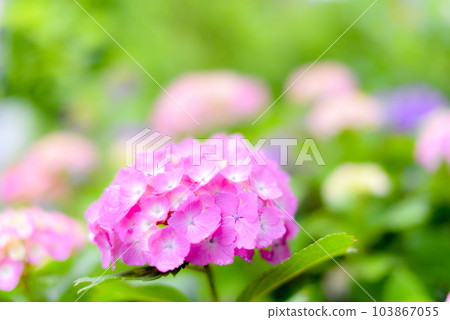 Hydrangea (June) 103867055