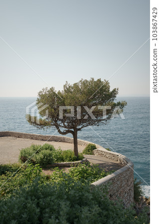 Single pine tree on a wild coast of Cap de Nice on a warm spring day 103867429