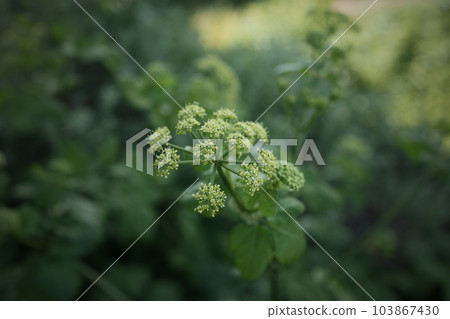 Blossoming wild parsley plant in sount France region 103867430