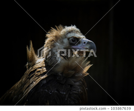 Cinereus Vulture Bird looking forward 103867639