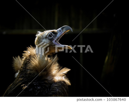 Female Cinereus Vulture Aegupius monachus Female Cinereus Vulture Aegupius monachus 103867640