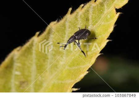 Creatures Insects Kurokeshitsubu Chokkiri, a beetle of the weevil superfamily Otoshibumiidae 103867849