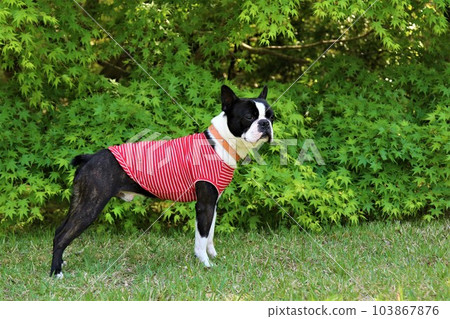 A Boston terrier in a red striped shirt gazing in front of fresh greenery ♡ Mighty-kun A Boston terrier in a red striped shirt gazing in front of fresh greenery ♡ Mighty-kun 103867876