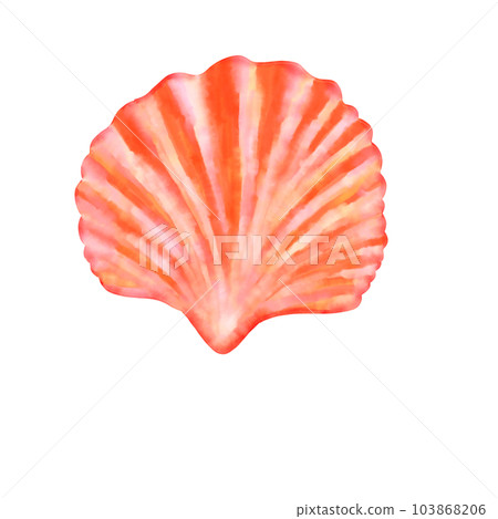 shell  shellfish clam 103868206