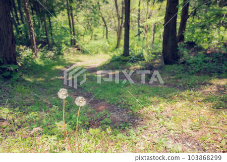 初夏的善光寺公路【東千曲郡真光村】 103868299