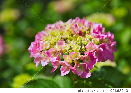 Mt. Asuwa with hydrangeas in full bloom in spring 103868340