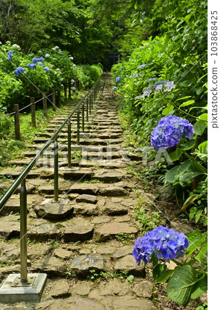 Ohirayama Hydrangea Slope 103868425