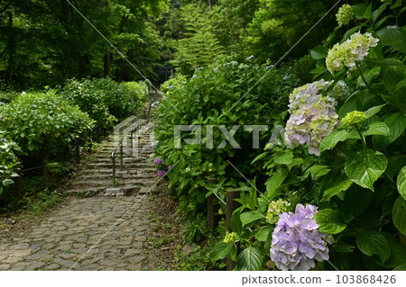 Ohirayama Hydrangea Slope Ohirayama Hydrangea Slope 103868426