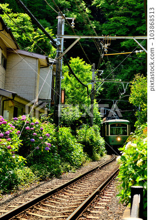 Kamakura City Enoden and hydrangea scenery near Goryo Shrine Kamakura City Enoden and hydrangea scenery near Goryo Shrine 103868513
