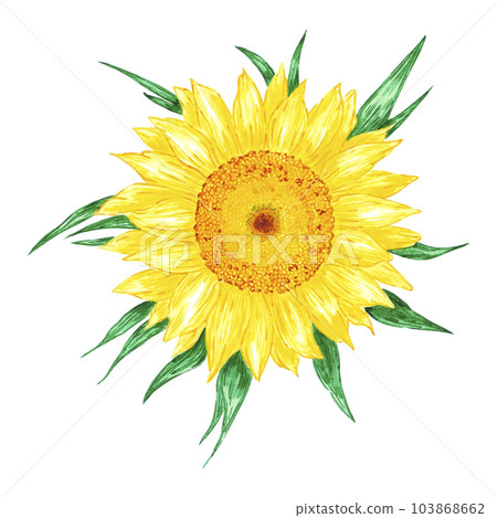 Hand drawn watercolor yellow sunflower isolated on white background. Can be used for print, postcard, poster, book decoration and other printed products. Hand drawn watercolor yellow sunflower isolated on white background. Can be used for print, postcard, poster, book decoration and other printed products. 103868662