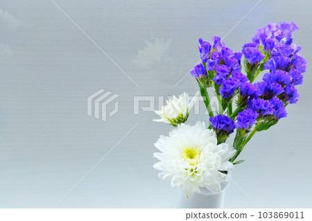 White chrysanthemum and purple statice flowers on white background White chrysanthemum and purple statice flowers on white background 103869011