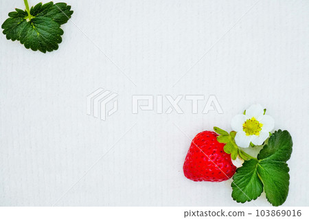 Wallpaper background material decorated with red strawberry white flowers and green leaves on the white background of fluffy cloth Wallpaper background material decorated with red strawberry white flowers and green leaves on the white background of fluffy cloth 103869016