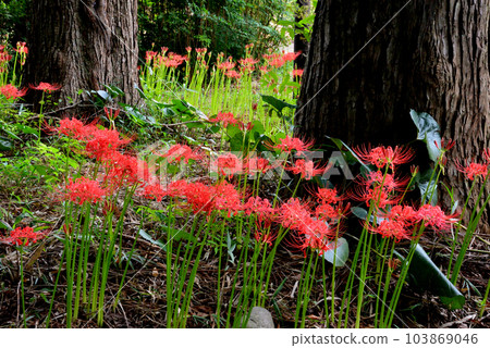 Higanbana of Gugyoji #39 103869046