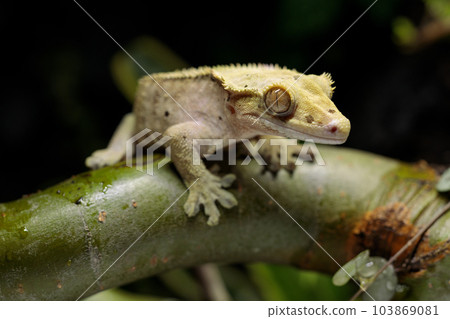Macro shot of gecko lizard on branch in terrarium. 103869081