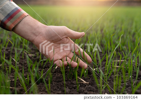 Farmer touches the young wheat Farmer touches the young wheat 103869164