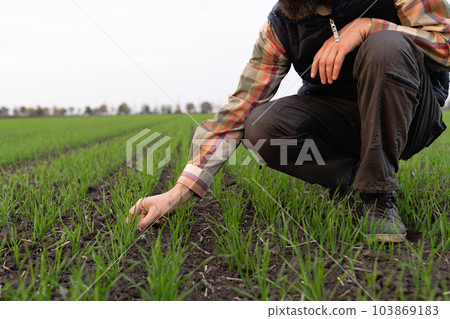 Farmer touches the young wheat 103869183
