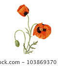 Red poppy flower. Watercolor red poppy, design for prints and postcards 103869370
