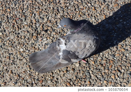 Pigeons basking in the sun 103870034