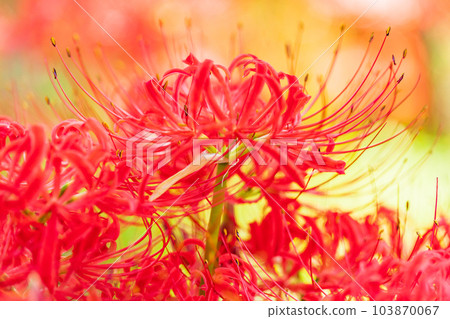 [Hidaka City, Saitama Prefecture] Amaryllidaceae up in Kinchakuda 103870067