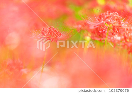 [Hidaka City, Saitama Prefecture] Amaryllidaceae up in Kinchakuda 103870076