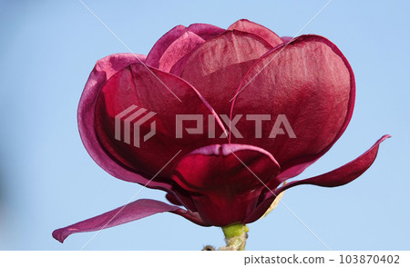 Magnolia liliaceae tree with large flowers on the branches during the flowering period in spring 103870402