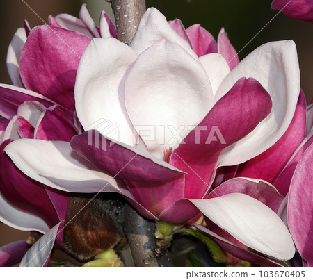 Magnolia liliaceae tree with large flowers on the branches during the flowering period in spring 103870405