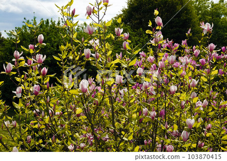 Magnolia liliaceae tree with large flowers on the branches during the flowering period in spring 103870415