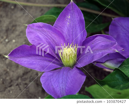Clematis clematis flowers bloom with blue large flowers during flowering Clematis clematis flowers bloom with blue large flowers during flowering 103870427