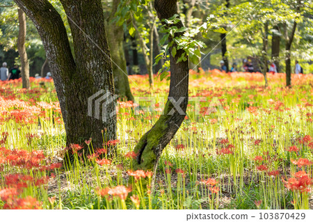 [Hidaka City, Saitama Prefecture] Higanbana in a drawstring field 103870429