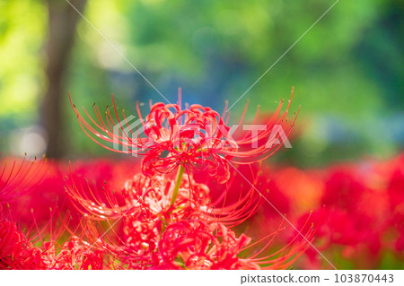 [Hidaka City, Saitama Prefecture] Higanbana in a drawstring field 103870443