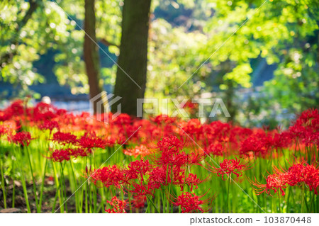 [Hidaka City, Saitama Prefecture] Higanbana in a drawstring field 103870448