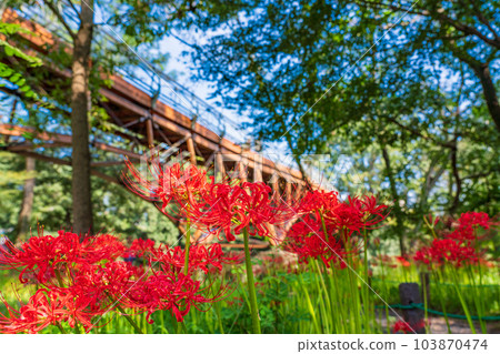 [Hidaka City, Saitama Prefecture] Higanbana in a drawstring field 103870474