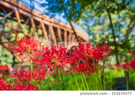 [Hidaka City, Saitama Prefecture] Higanbana in a drawstring field 103870475