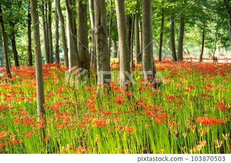 [Hidaka City, Saitama Prefecture] Higanbana in a drawstring field 103870503