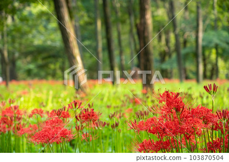 [Hidaka City, Saitama Prefecture] Higanbana in a drawstring field 103870504