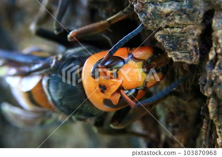 Wheatstone Wheatstone 103870968