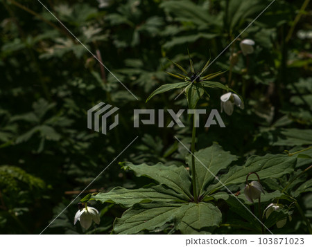 Kamikochi Flowers Plants 103871023
