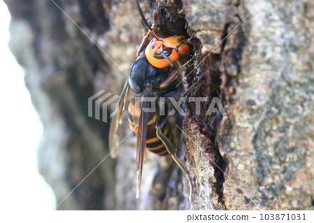 Wheatstone 103871031