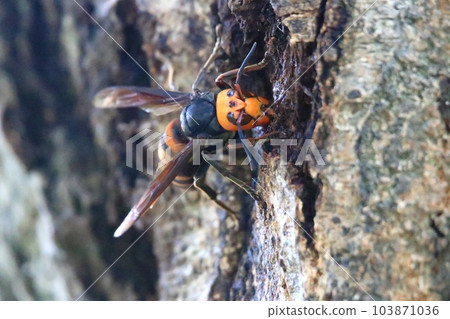 大虎頭蜂 103871036