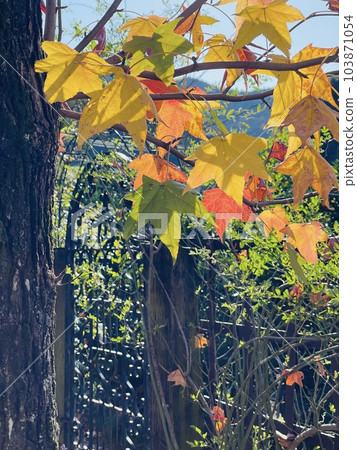 Autumn image The maple leaves are starting to change colors 103871054