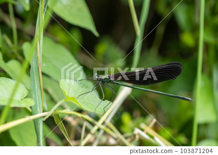 Hagorotorbo Hagorotorbo 103871204