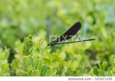 Hagorotorbo 103871206