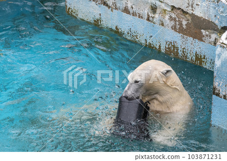 天王寺動物園池塘里玩耍的北極熊 天王寺動物園池塘里玩耍的北極熊 103871231