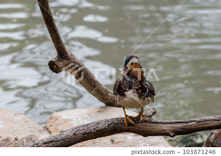 Mandarin Duck (male) Tennoji Zoo Bird Paradise 103871246