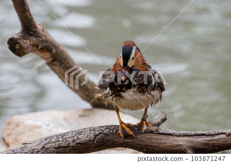 Mandarin Duck (male) Tennoji Zoo Bird Paradise 103871247