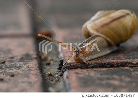 A snail crawling on the road (Namimaimai) A snail crawling on the road (Namimaimai) 103871487