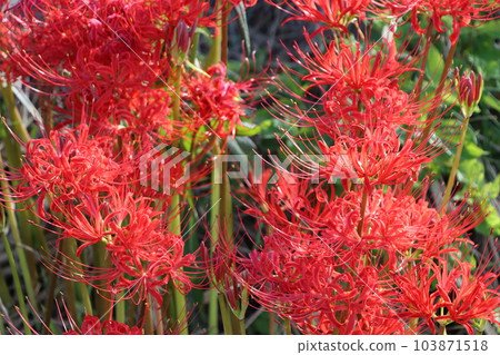 Around the time of the autumn equinoctial week, flowers mysteriously bloom. Around the time of the autumn equinoctial week, flowers mysteriously bloom. 103871518