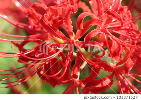 Around the equinoctial week of autumn, Higanbanana 2 mysteriously blooms. Around the equinoctial week of autumn, Higanbanana 2 mysteriously blooms. 103871527